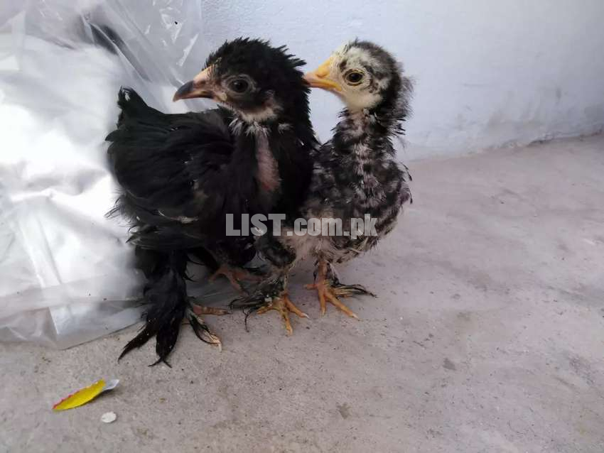 Coco Bentum chicks for sale