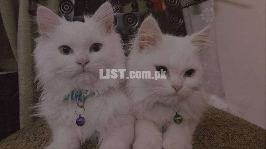 persian  male and female kittens (pair)