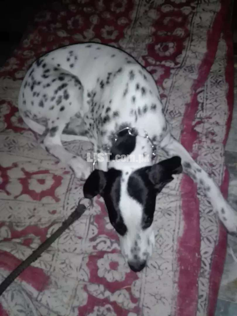 Dalmatian male puppy for sale
