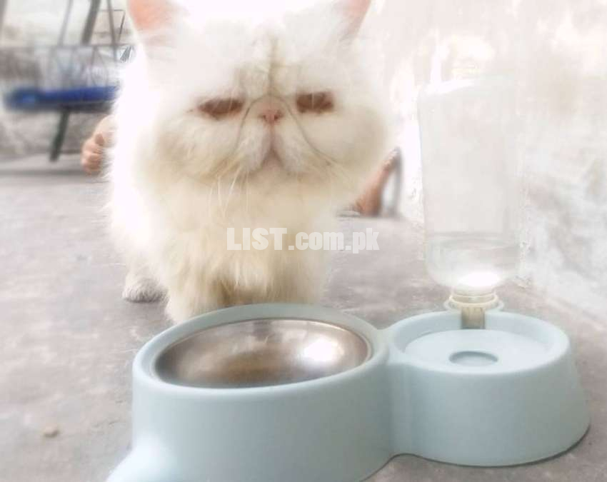 Persian Cat Male Extreme Pekki (Imported Quality)