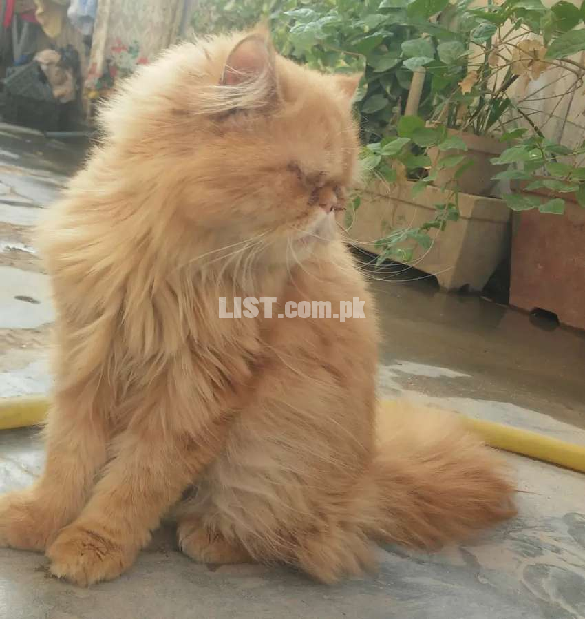Beautiful Male cat available for Mating/Stud