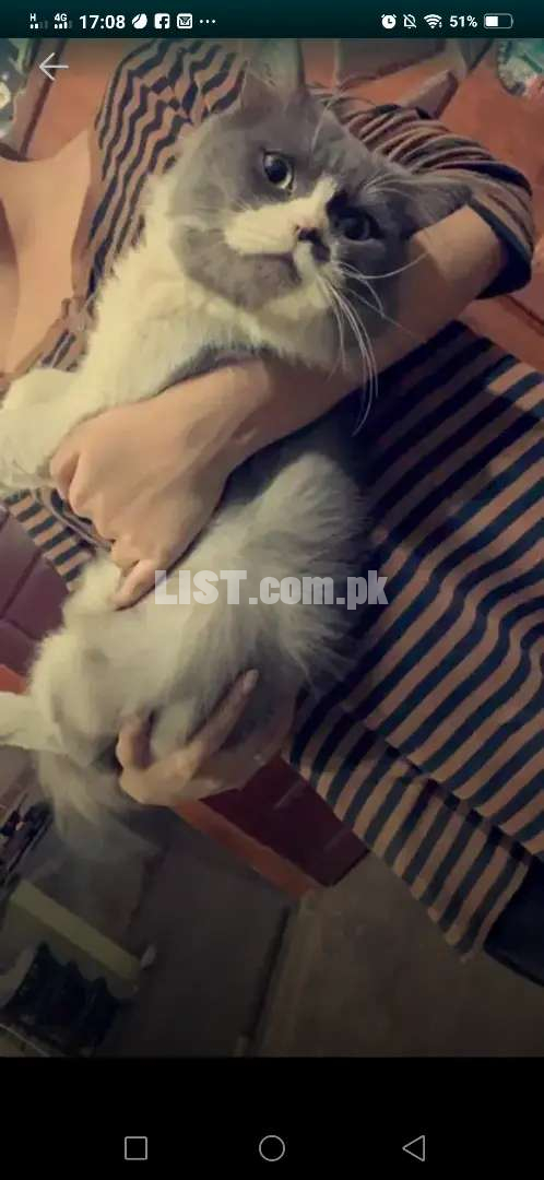 Persian female cat and punch face male cat available for sale.