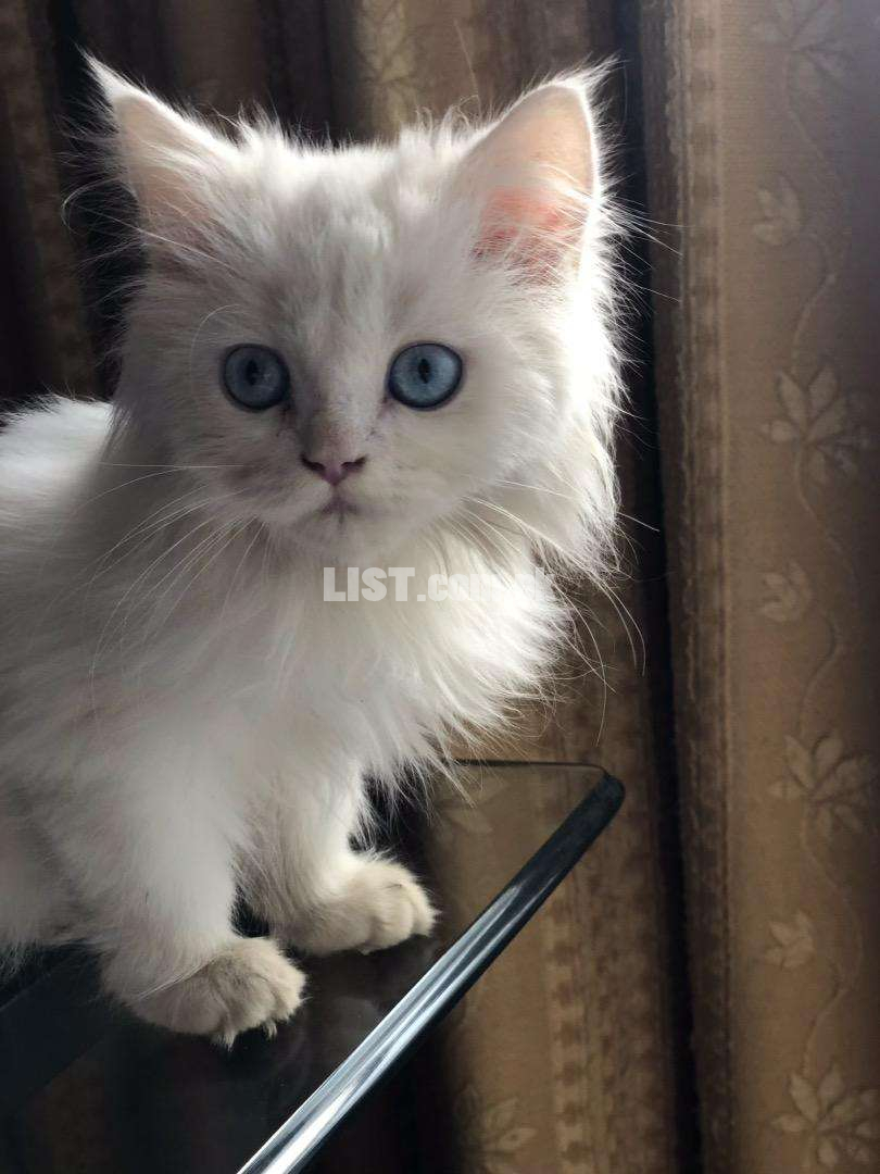 Pure white persian kittens