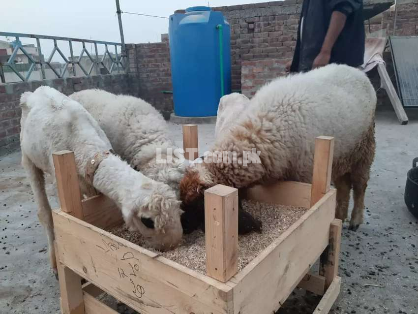 3 sheep's 1 chatra