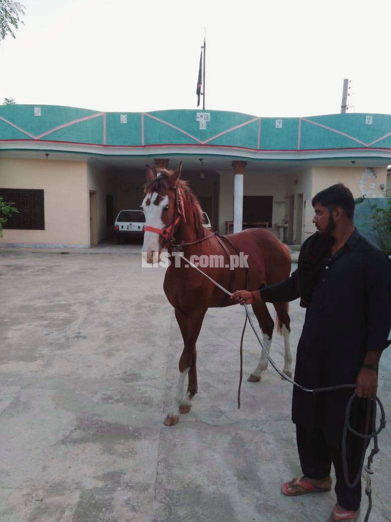 Horse for Sale |18 Months | Male - Desi