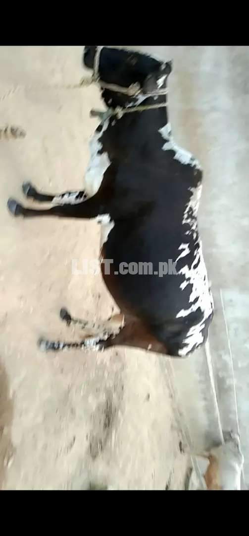 Dasi cow for sale
