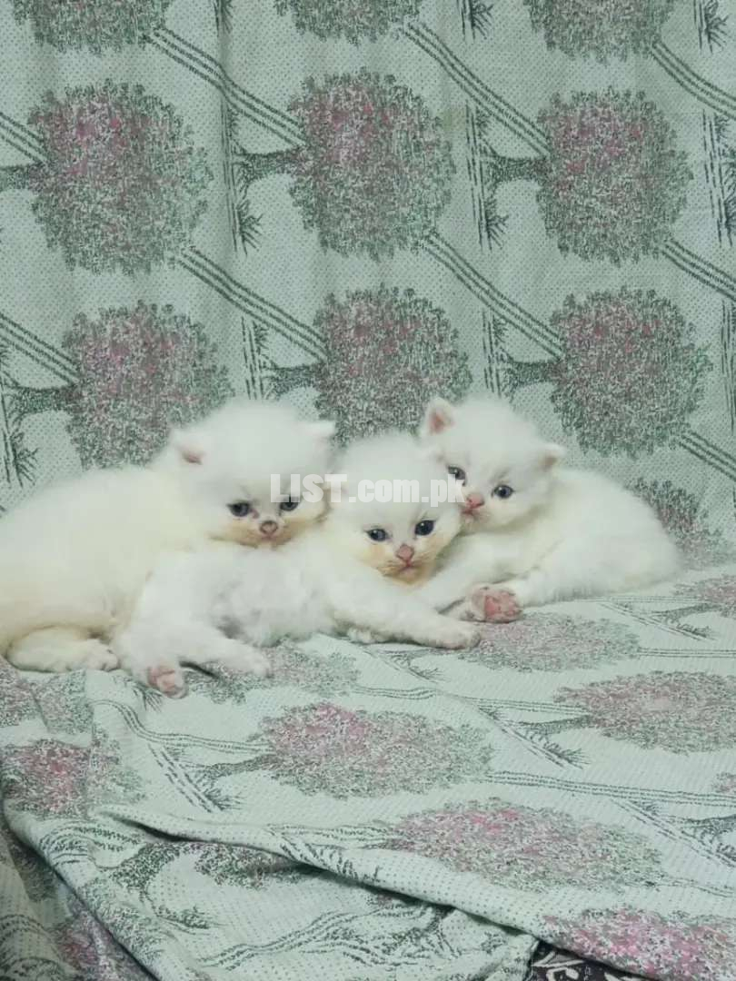 Pure Persian white kittens for sale.