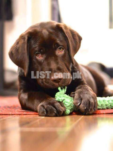 Labrador chocolate male puppy for sale
