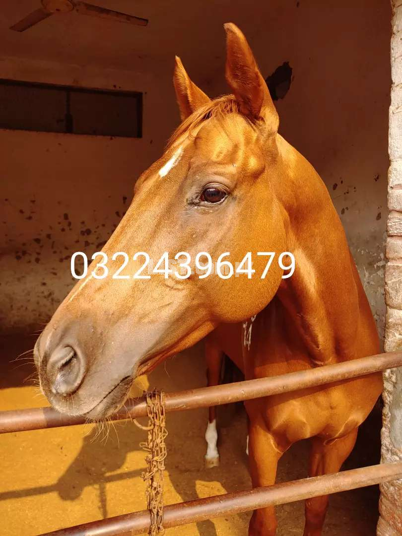 Pure thoroughbred from race club lahore