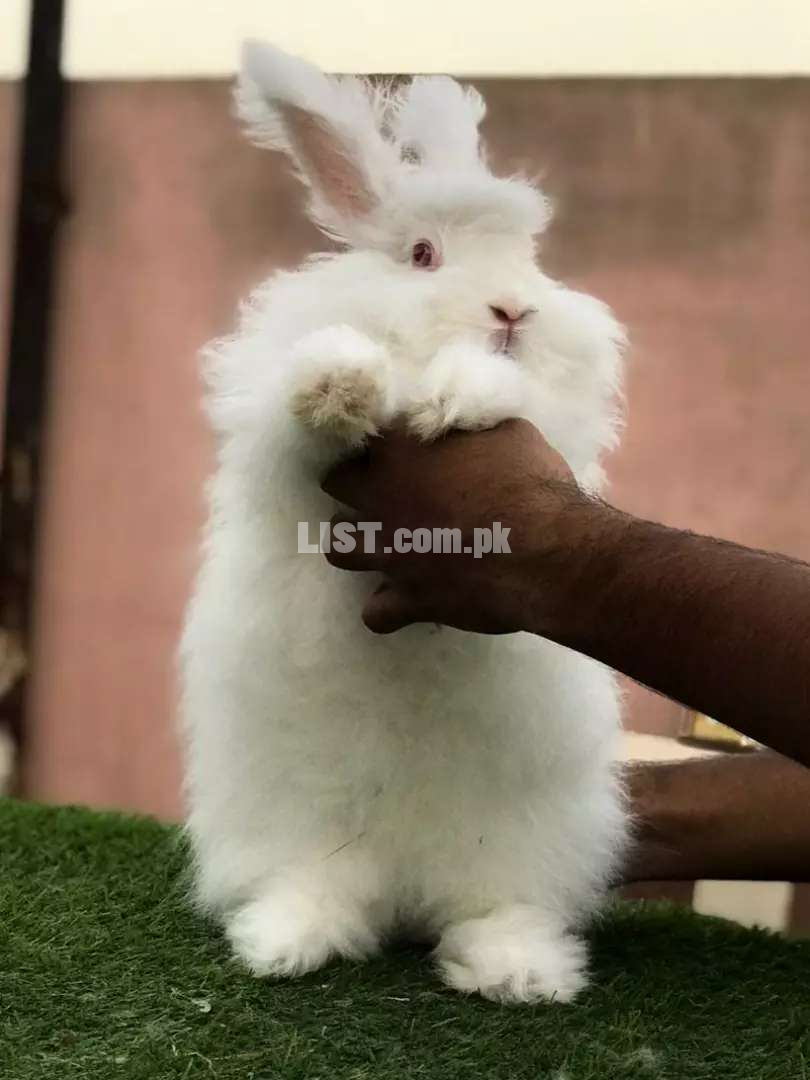 Fancy rabbit angora for sale (only male)