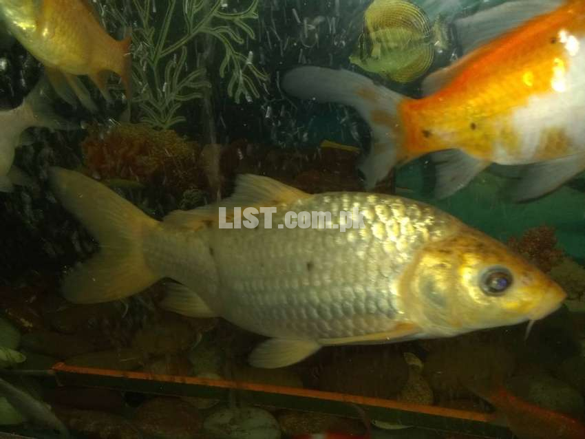 Golden Color Fish 1 Fit Approx. Rs.2,000/-