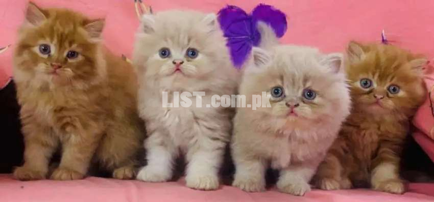 DeCent PeRsian Adorable kitty's