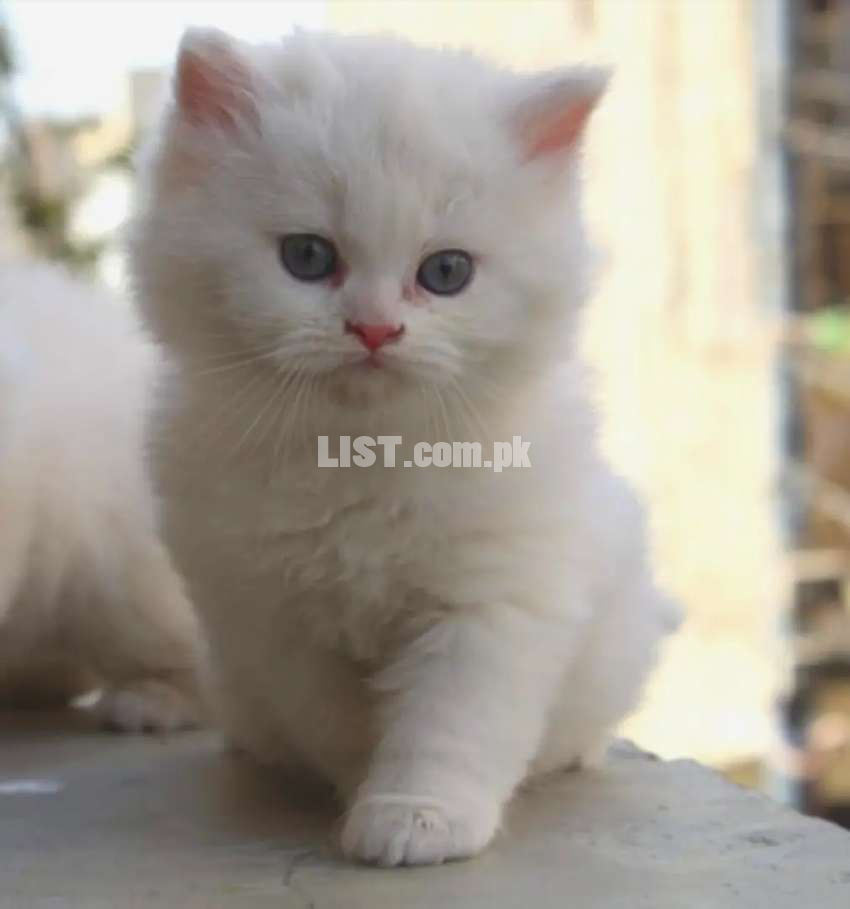 Persian Kittens (Free Delivery & Basket Gift)