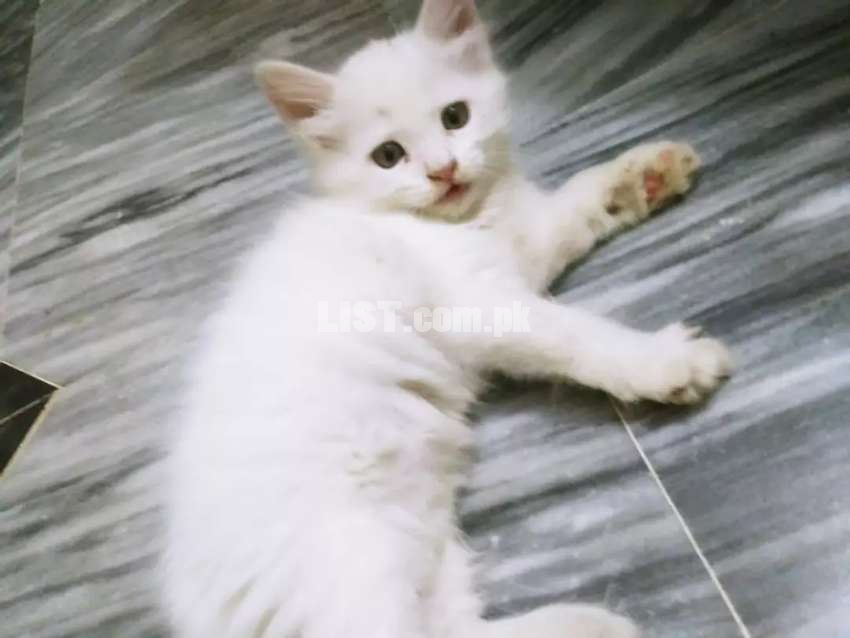 Persian tripple coated kitten female