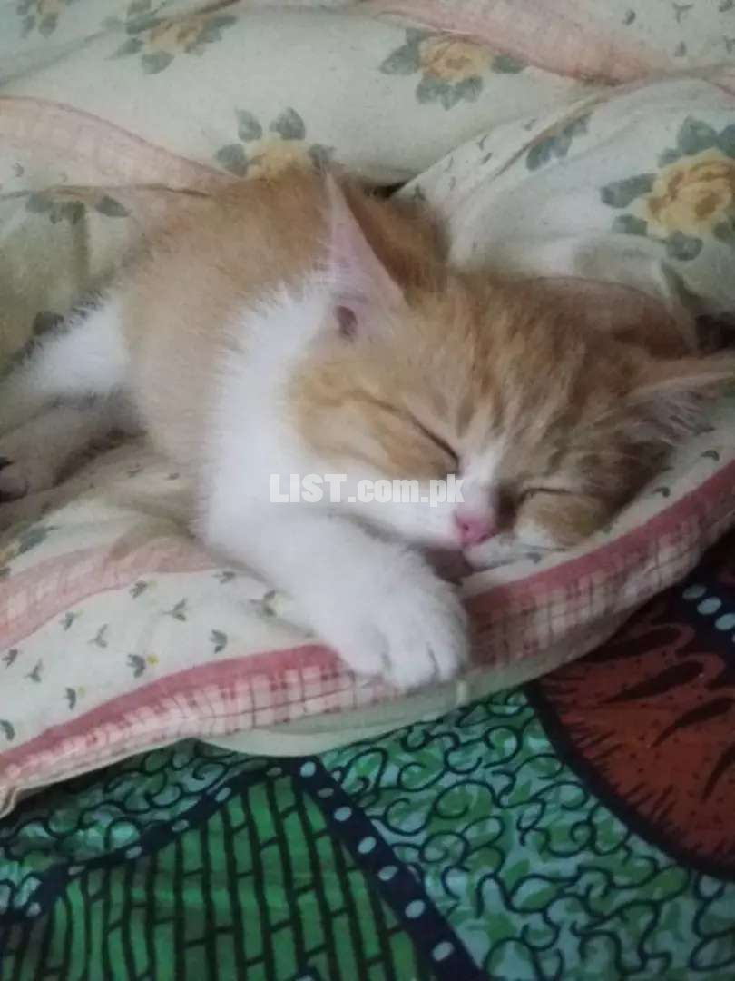 Adorable Persian kitten