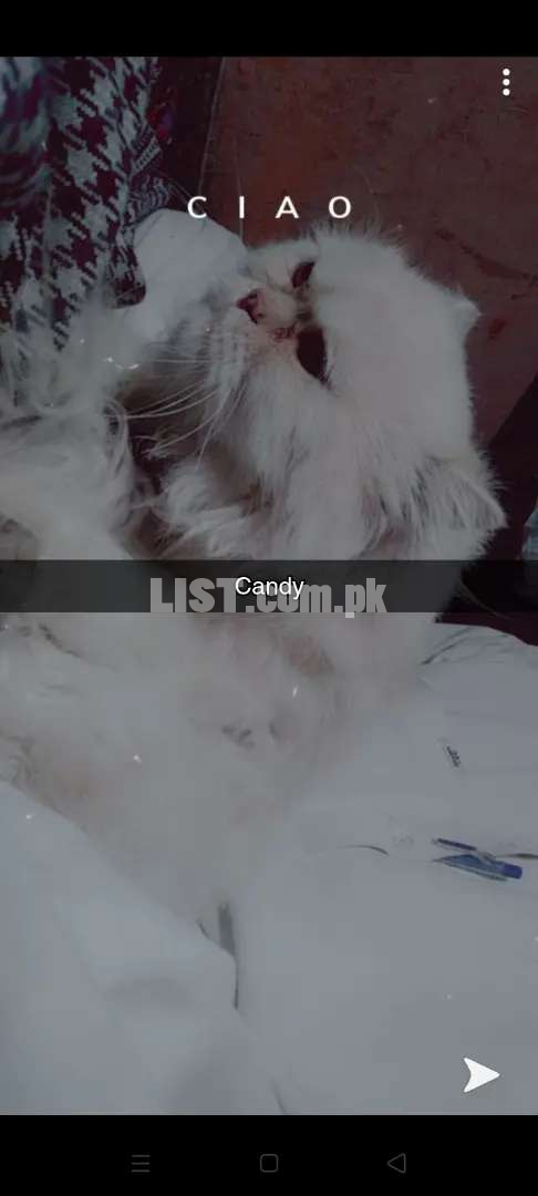 Persion male cat argent sale triple coited full loving cat