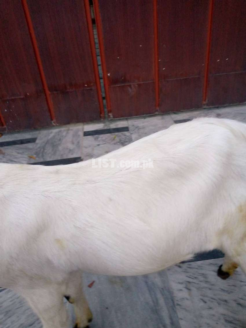 Beautiful desi goats age 4 months