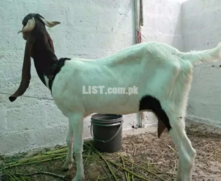 Kamori bakri Karachi Livestock for Sale