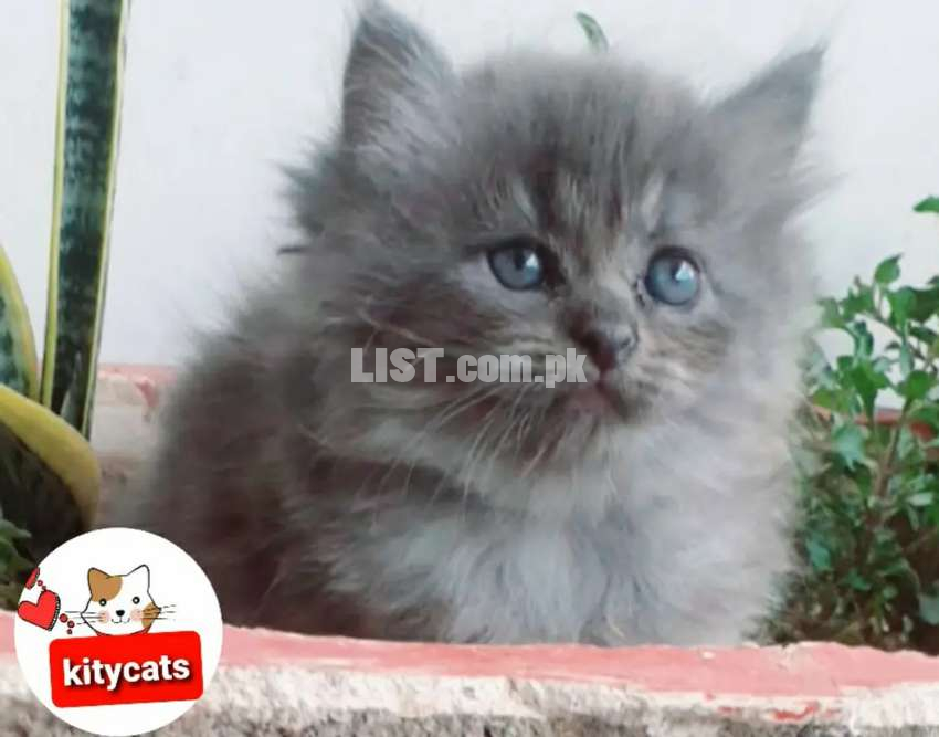 Pure persian smoky grey quality kitten for sale