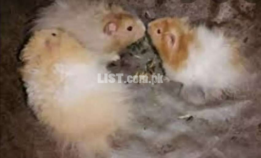 Syrian hamsters breeder pairs