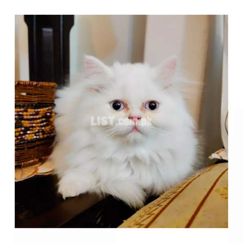 Persian Kitten Available Haldi Kitten 3Month Vacation