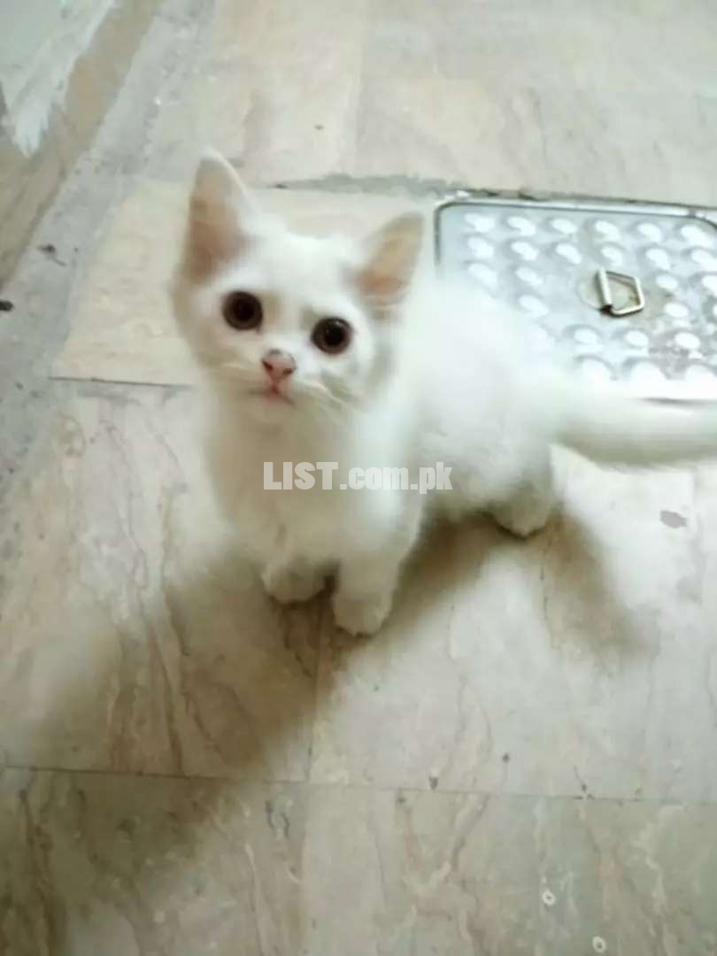 Kitty available  for sale Lahore Cats for Sale