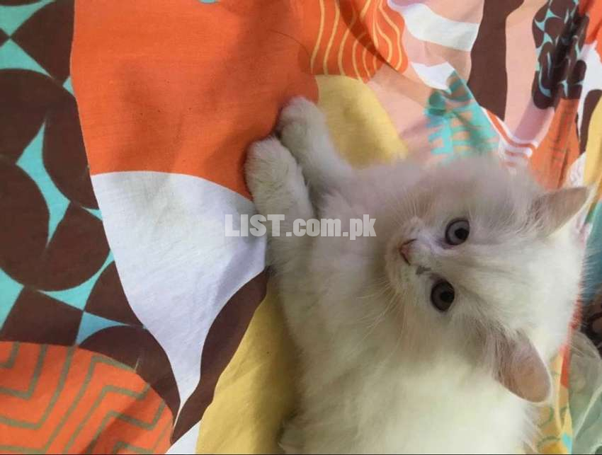 Odd eyed Persian kitten
