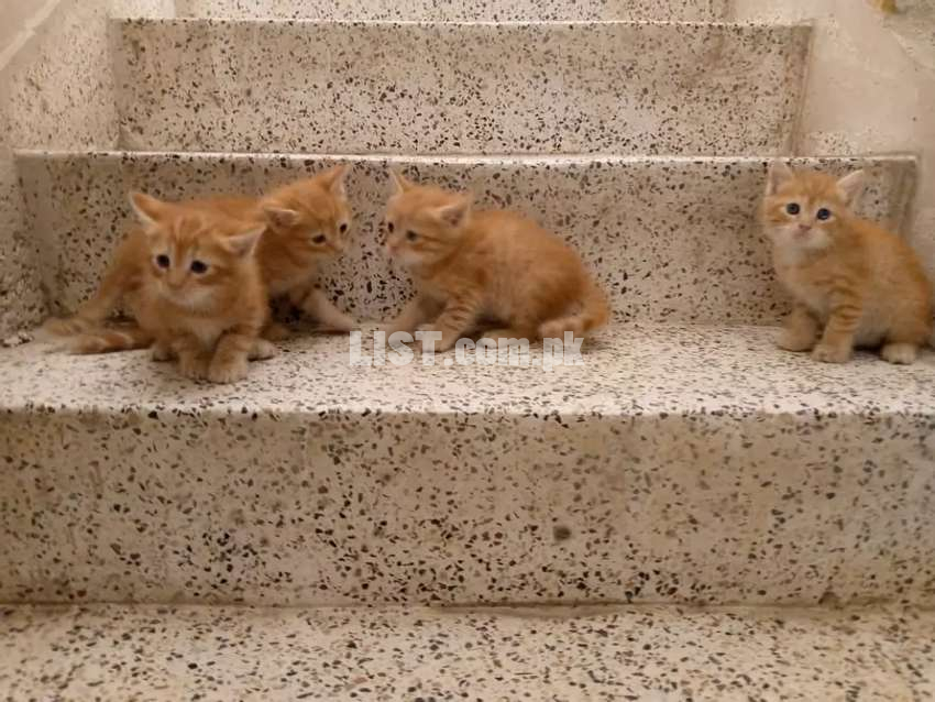 Persian Siberian kitten for sale