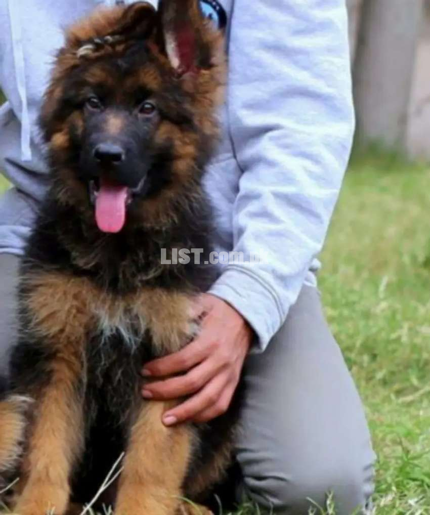 the most beautiful gsd puppy's available for sale imported pupy cal me