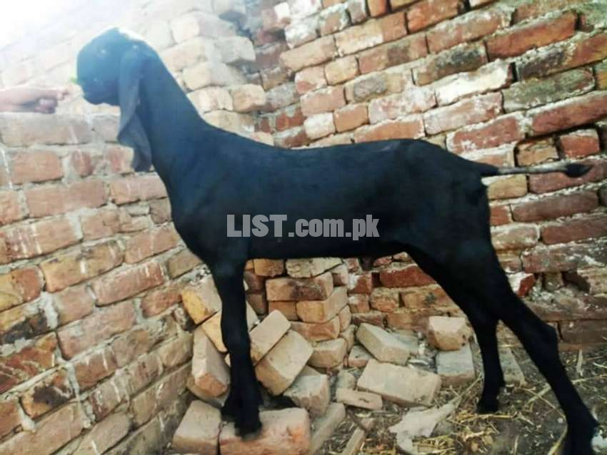 Pure Betal goat for sale
