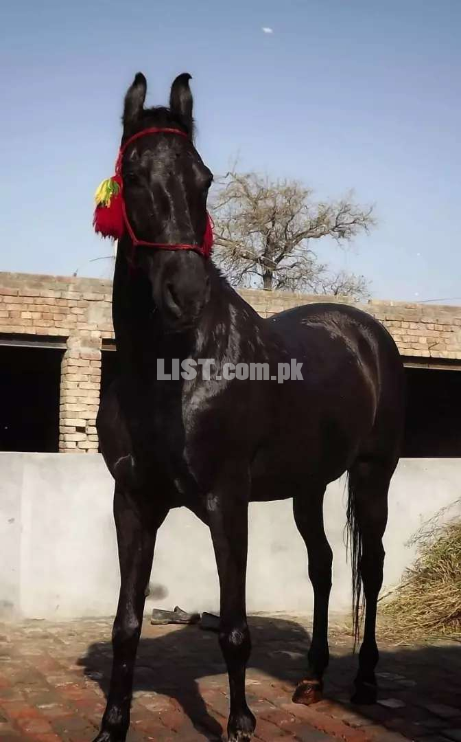 Full BLACK Horse (Mushka) Black beauty Wachera Male Double body