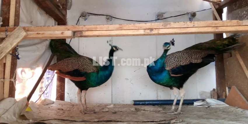 Peacock pair for sale home breed