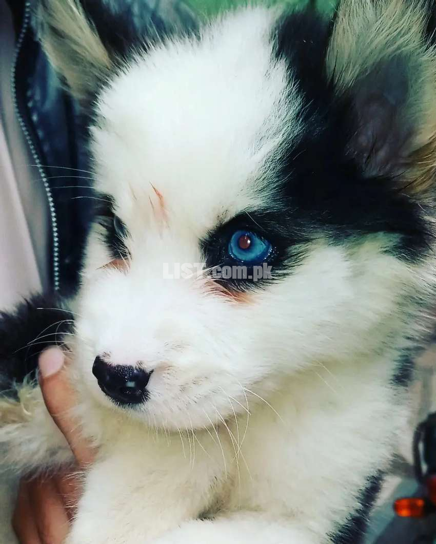 husky wooly coated blue eyes
