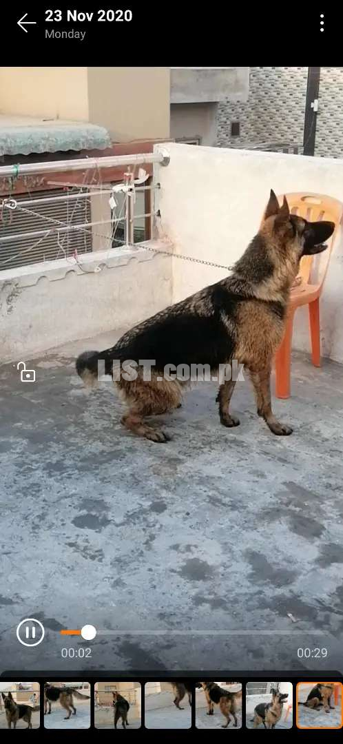 Gsd Double coat Female for sale heavy bone structure healthy nd actv