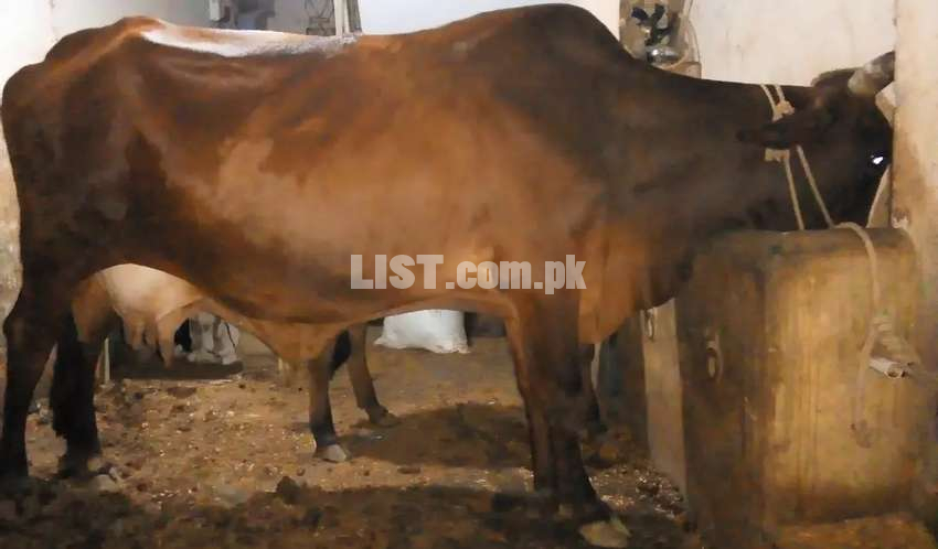 gaaban sahiwal cow for sale