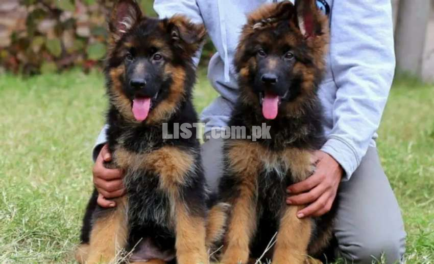 the most beautiful gsd black mask puppy's available for sale imported