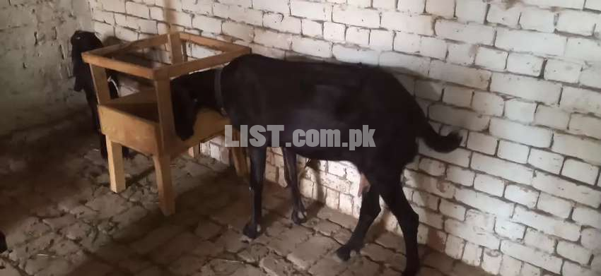Bakri or 3 bachy for sale