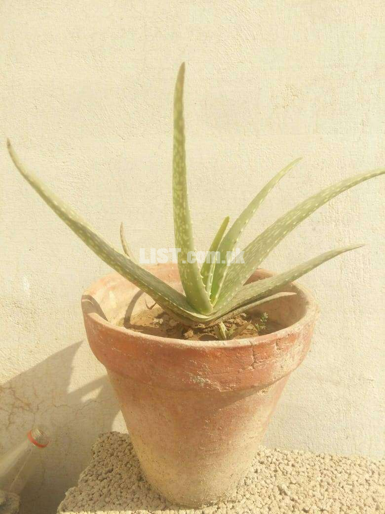 Aloe Vera Plant with Pot - Kawar Gandal