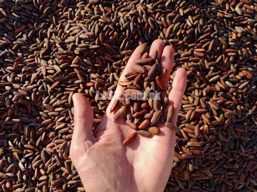 RS 1600 Fresh Chilgoza / Pine Nuts  (چلغوزہ)  Cash on Delivery