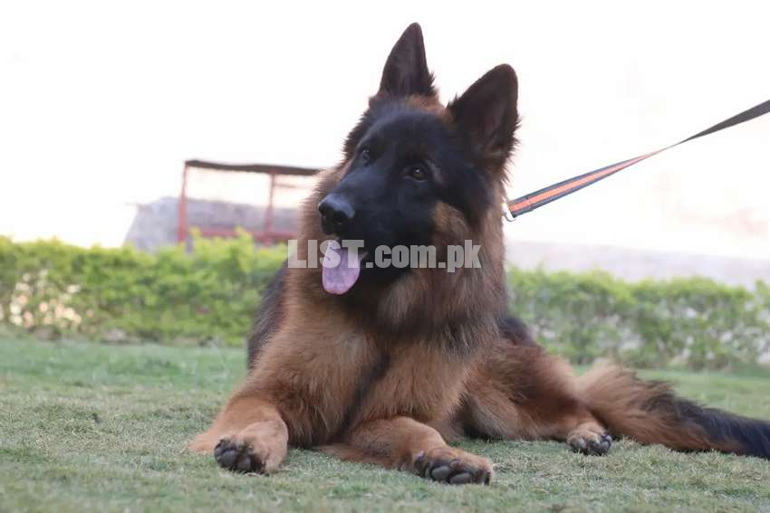 Long Coat Pedigree Male Available For Stud