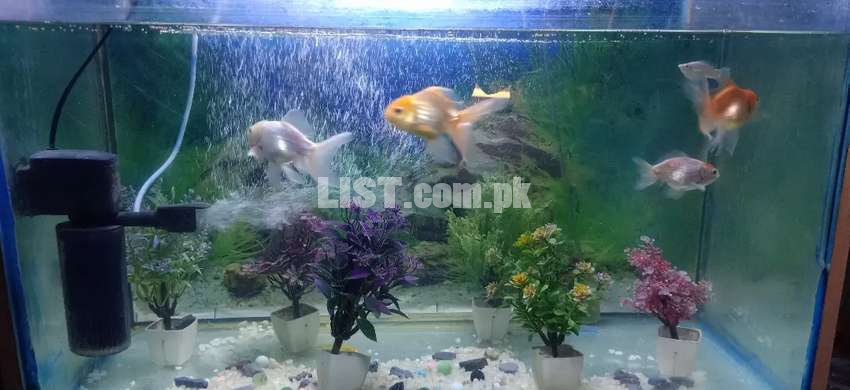 Urgent sale fishes and full set