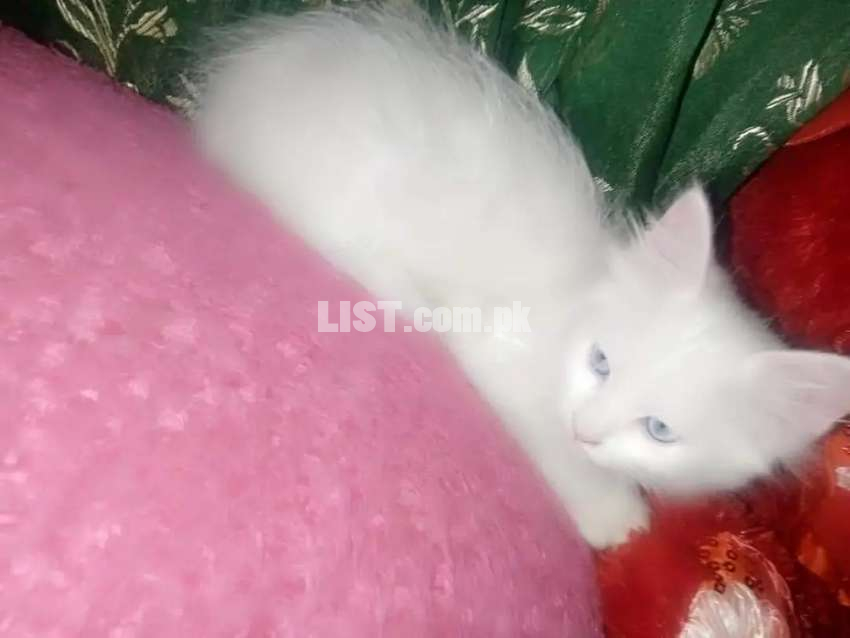 Pure Persian cat doll face triple coted blue eyes
