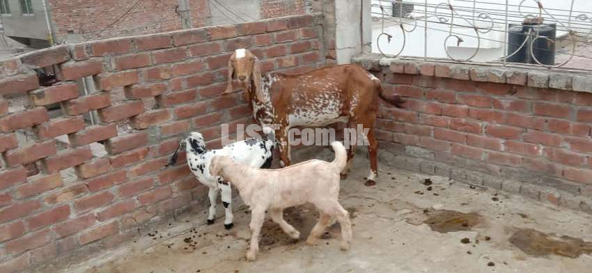 Goats for Sale