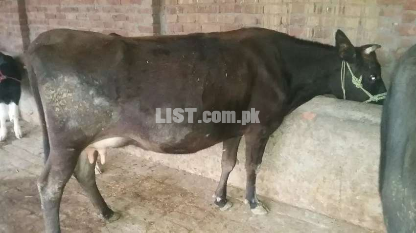 Jersy cow for sell