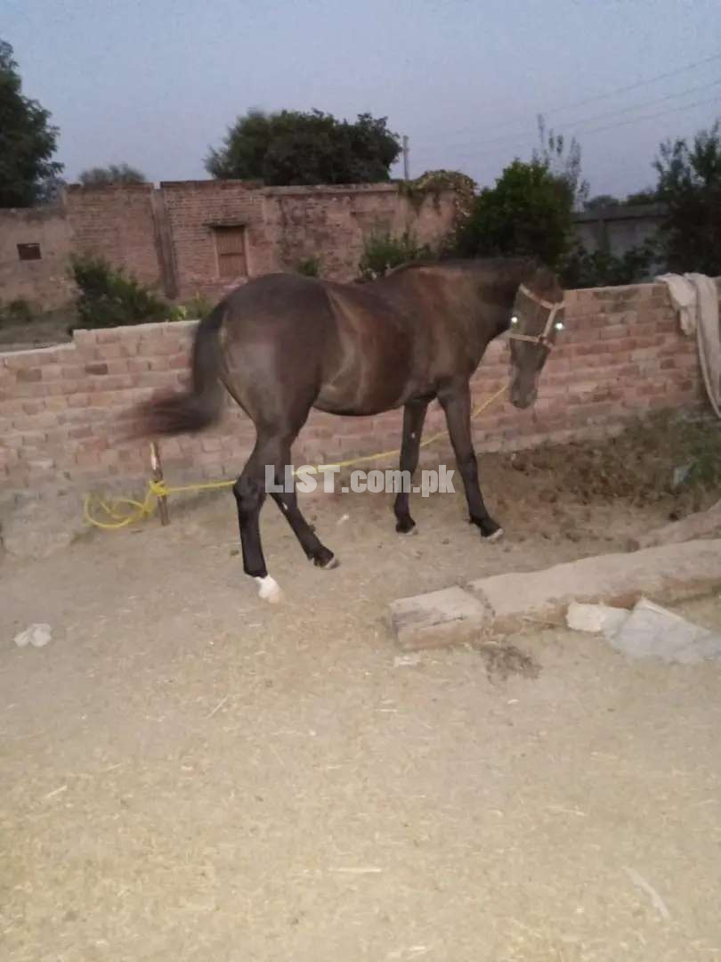 A very nice female horse for sale