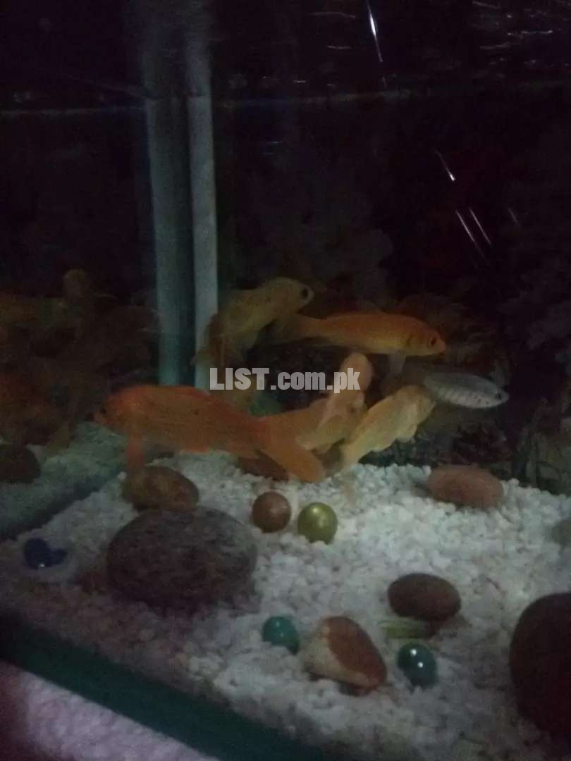 Fishes Sale, and different items