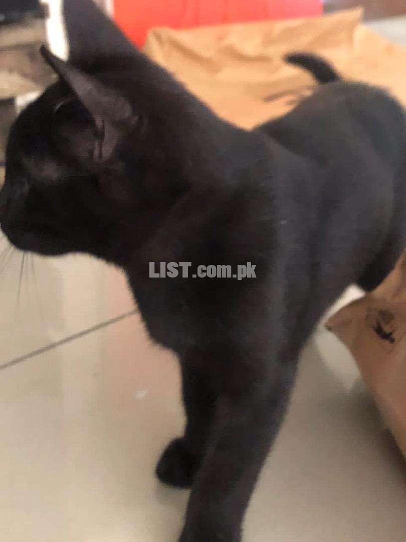 Simese Black Colour Cat