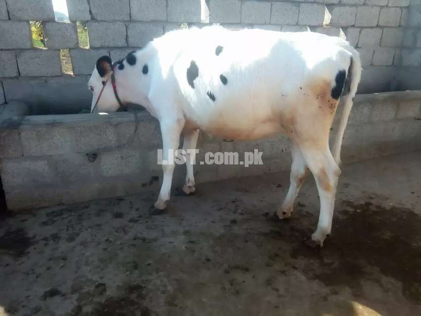 Austrion cow for sale in talagang