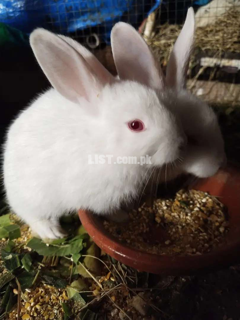 White (Red eyes) Rabbit Bunnies