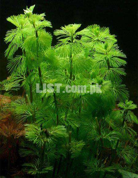 Cabomba ( Aquatic live Plants )